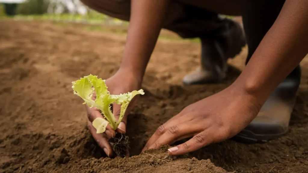 Direitos Fundiários: Terras em Angola